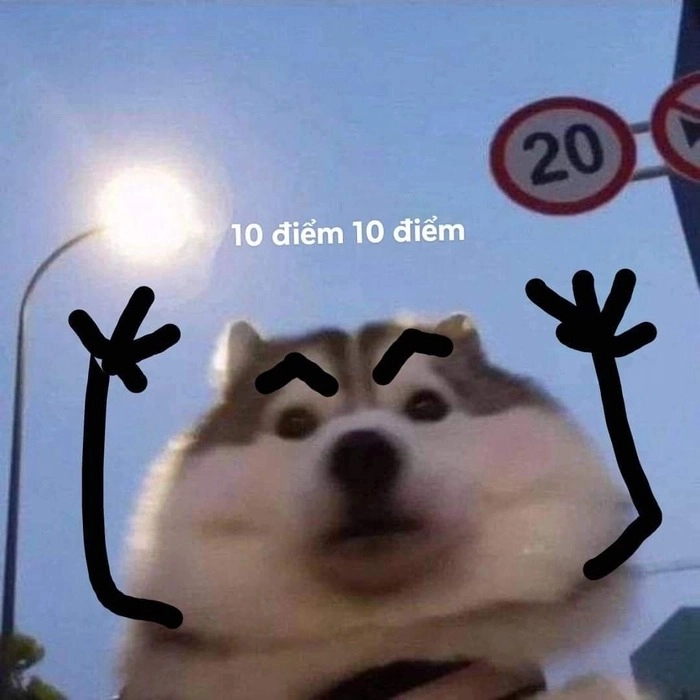 Meme 10 điểm mèo dễ thương khó đỡ