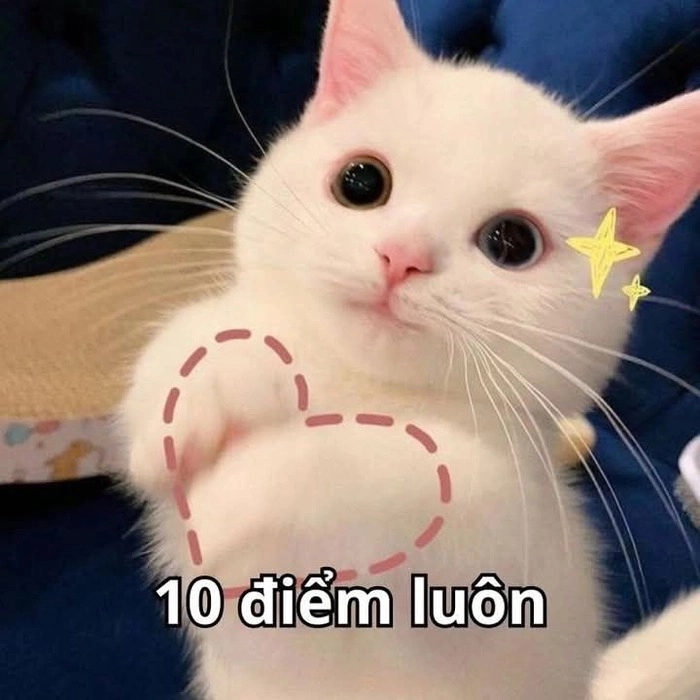 Meme 10 điểm troll siêu bá đạo