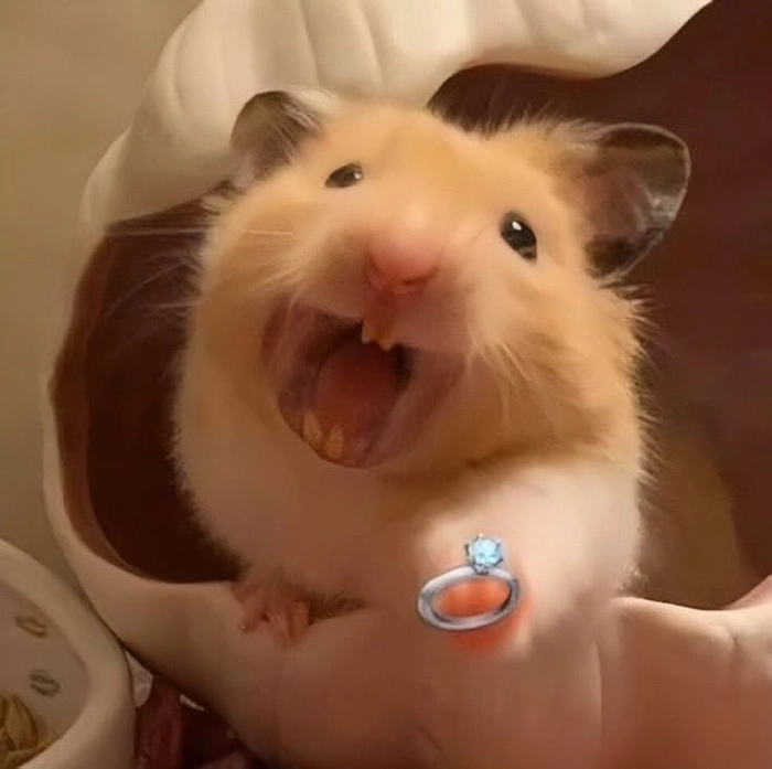 Meme ảnh chuột hamster hài hước đầy năng lượng