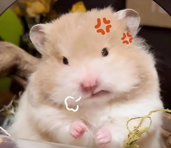 Meme ảnh chuột hamster hài hước khó cưỡng