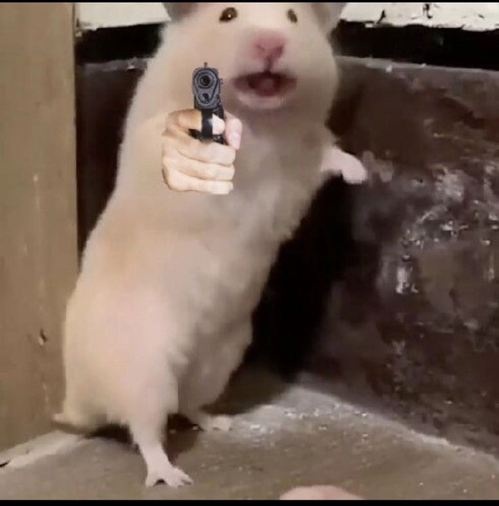 Meme ảnh chuột hamster hài hước lan tỏa tiếng cười