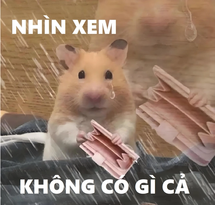 Meme ảnh chuột hamster hài hước với nét đáng yêu