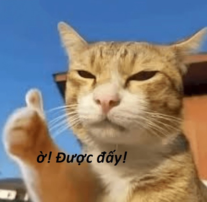 Meme ảnh mèo ngầu cười ra nước mắt