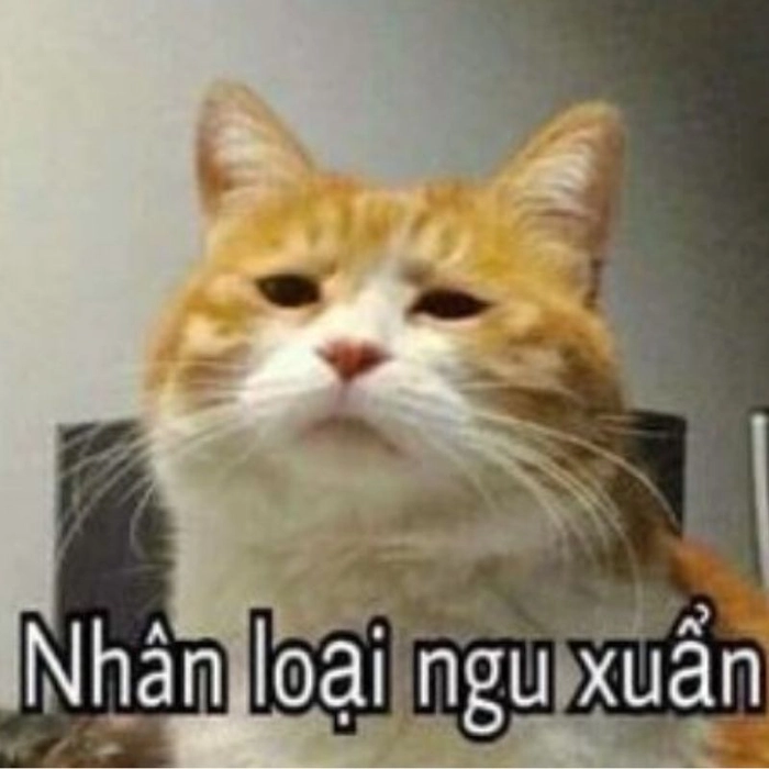 Meme ảnh mèo ngầu đáng yêu bá cháy