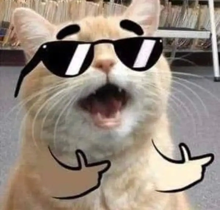Meme ảnh mèo ngầu đáng yêu cực lầy