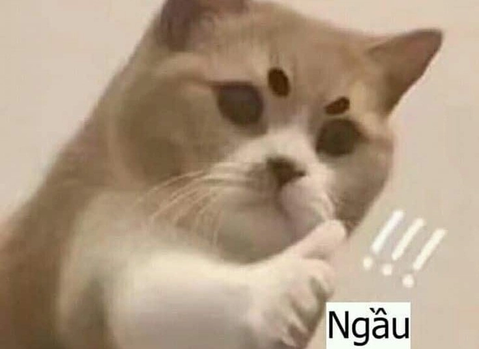 Meme ảnh mèo ngầu dễ thương nhưng chất