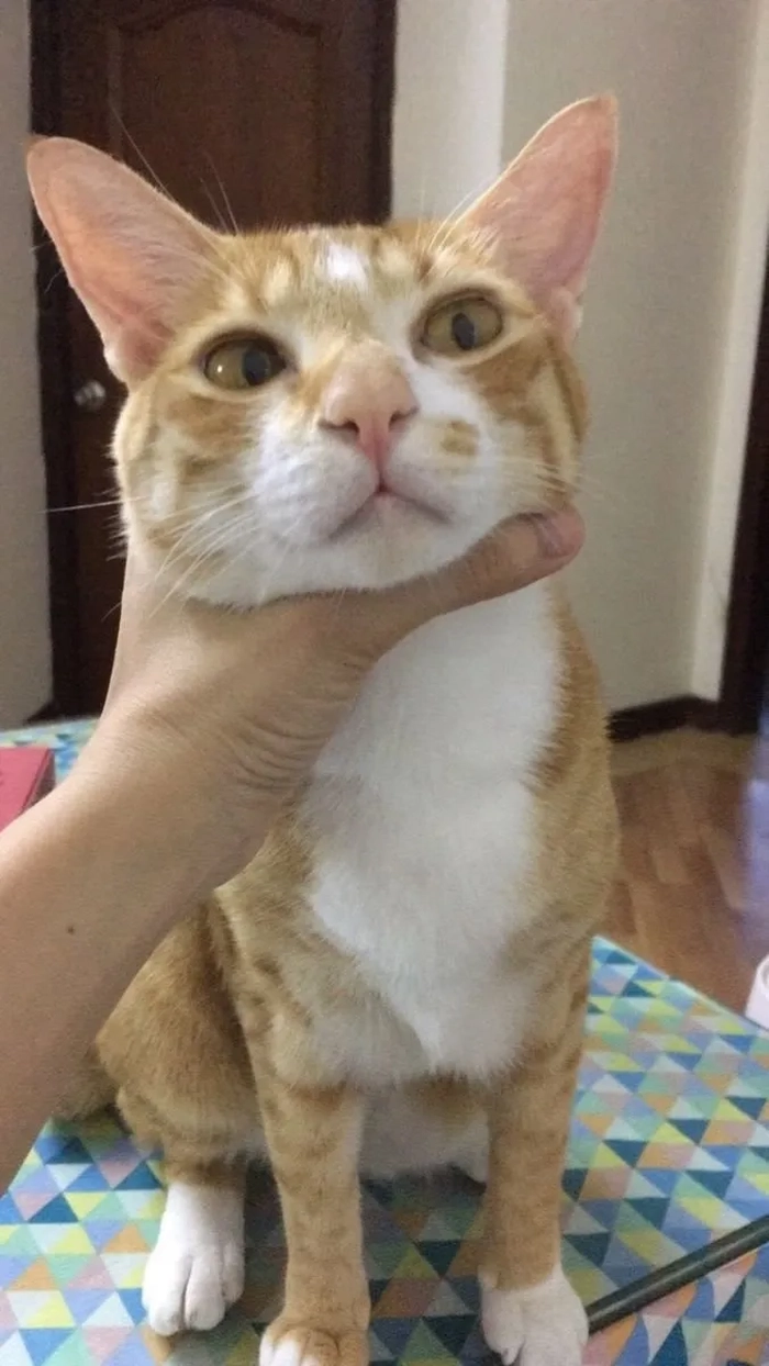 Meme bóp cổ hài hước bá đạo