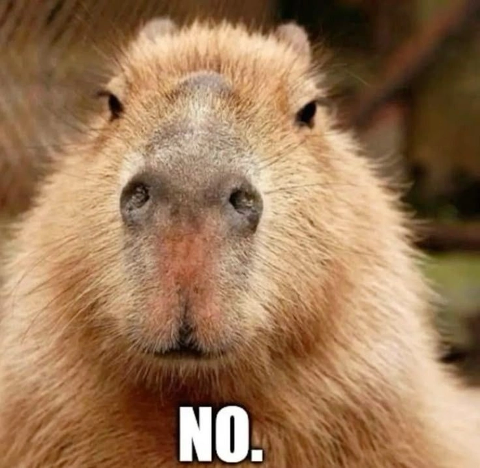 Meme capybara dễ thương khó cưỡng