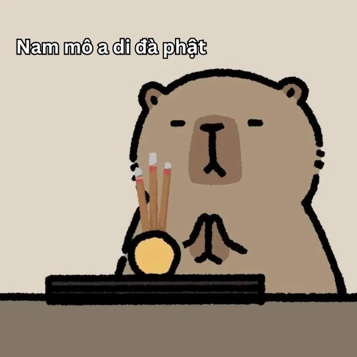 Meme capybara lầy dễ thương