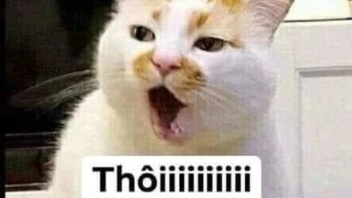 Meme chê xấu bá đạo khó nhịn cười