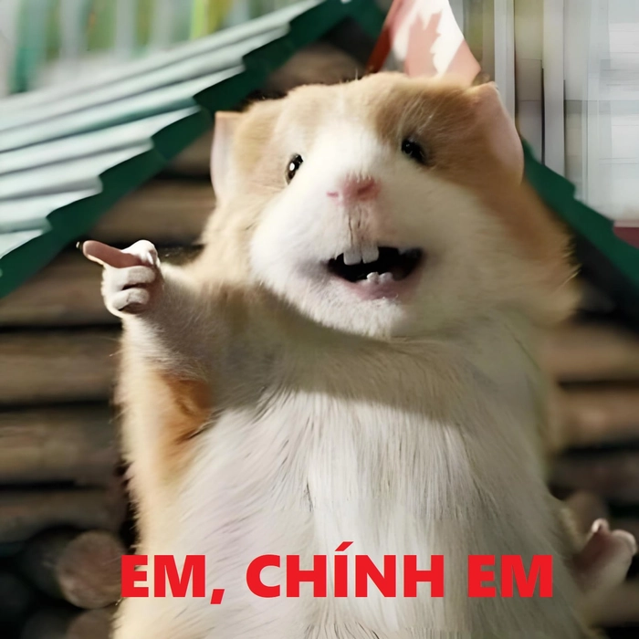 Meme chuột hamster hài đầy sắc thái thú vị
