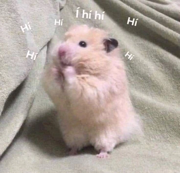 Meme chuột hamster hài hước sáng tạo ngộ nghĩnh