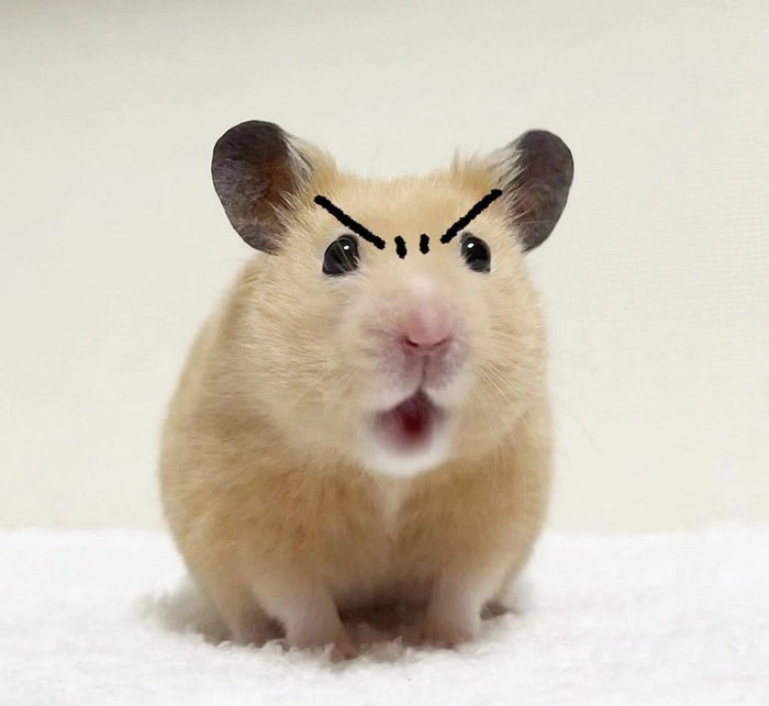 Meme chuột hamster hài khiến ai cũng bật cười