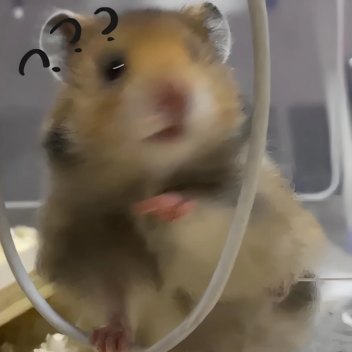 Meme chuột hamster khóc cực đáng yêu