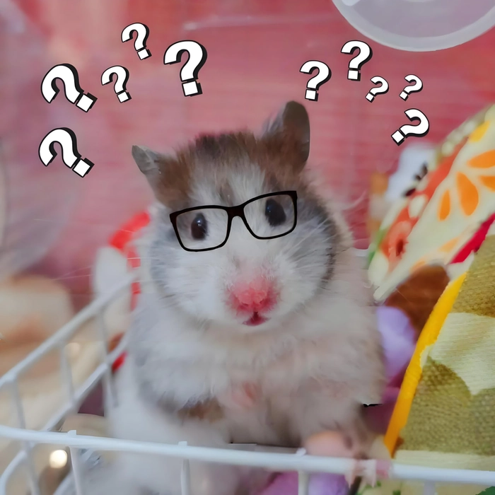 Meme chuột hamster khóc ngộ nghĩnh và vui nhộn