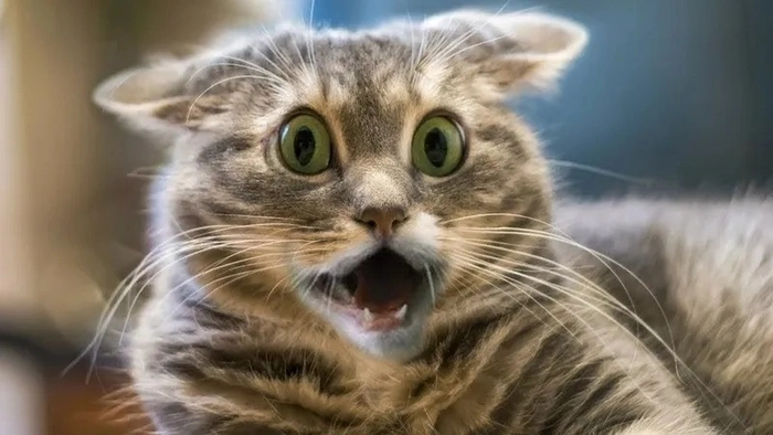Meme chuột sợ hãi dễ thương