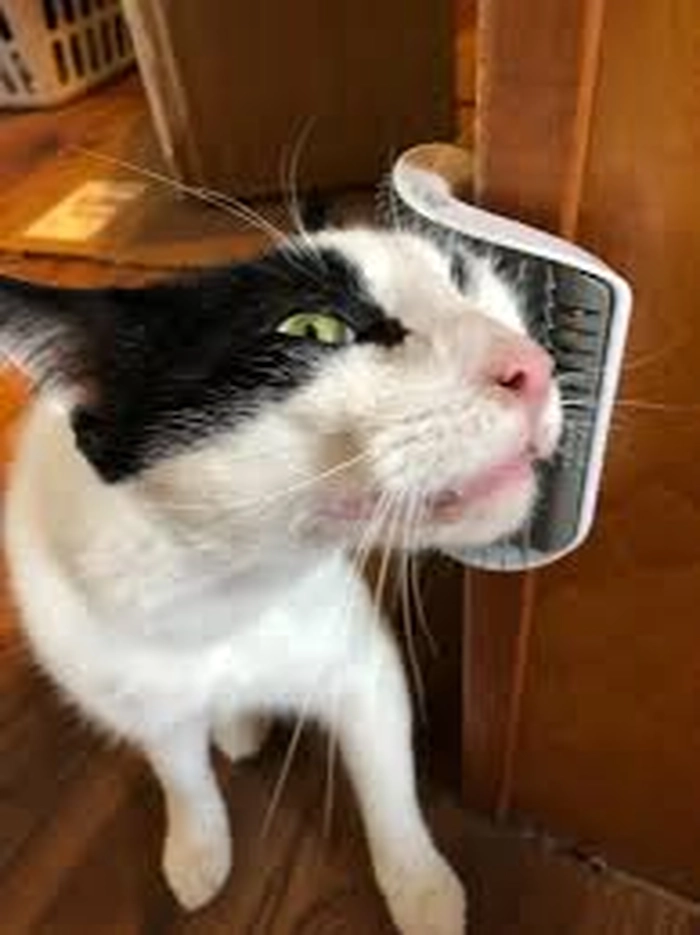 Meme con mèo sợ hãi cute
