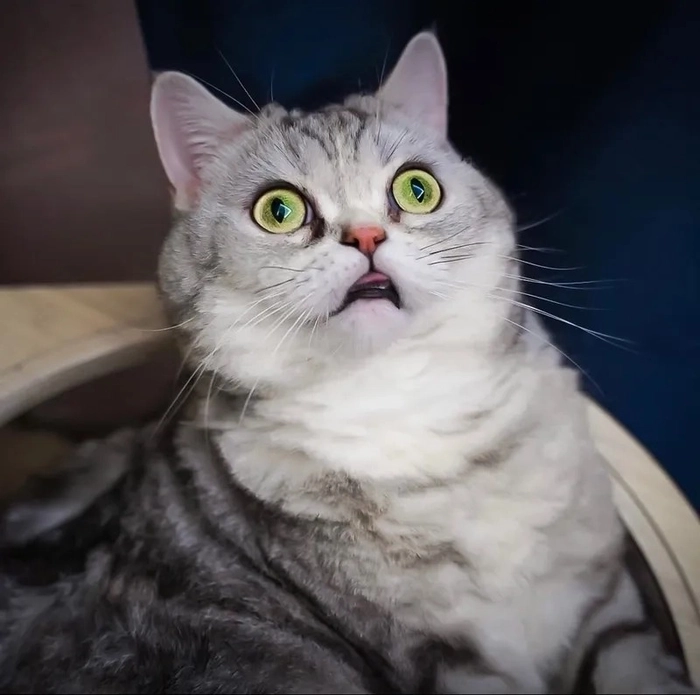 Meme con mèo sợ hãi ngộ nghĩnh