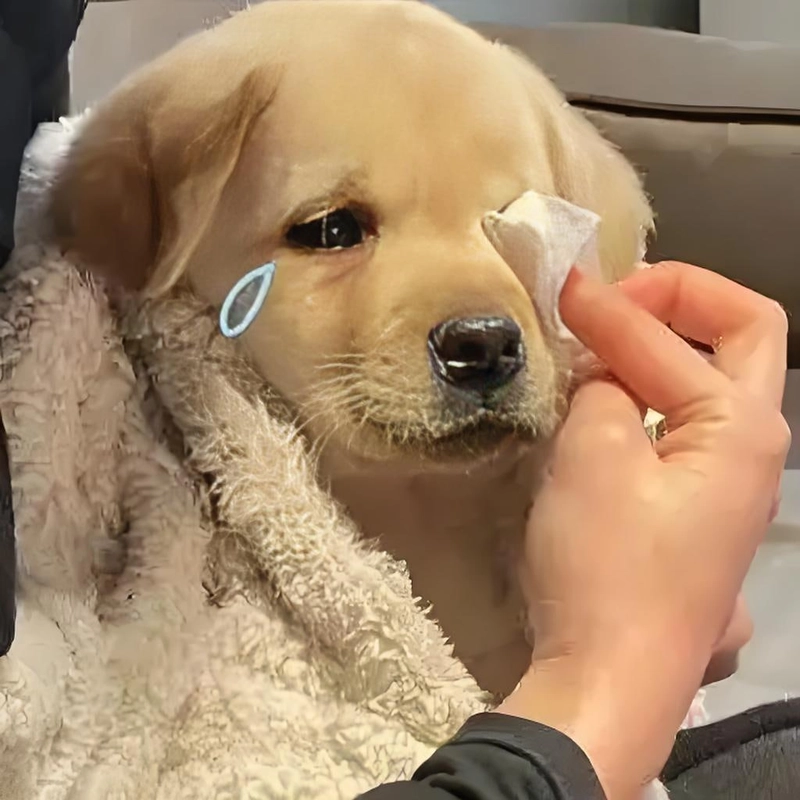 Meme đáng yêu hài hước được giới trẻ ưa chuộng