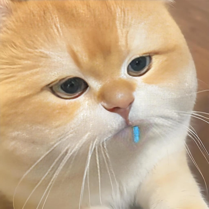 Meme đáng yêu mang phong cách hài hước độc lạ