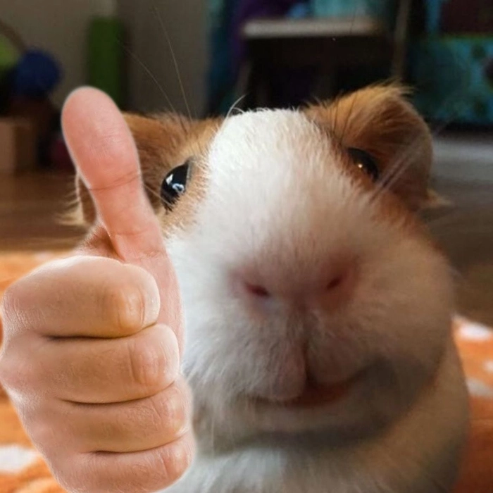 Meme hamster cầm thánh giá độc đáo bá đạo