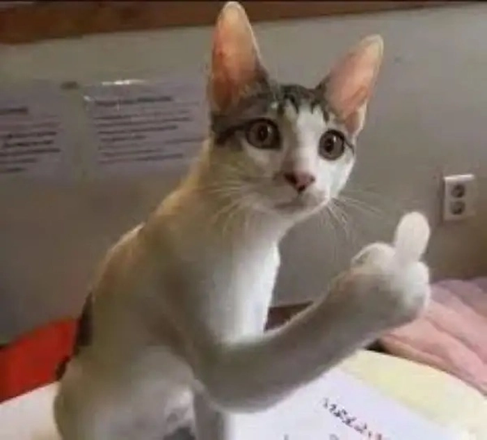 Meme ngón giữa chất lượng khiến ai cũng cười