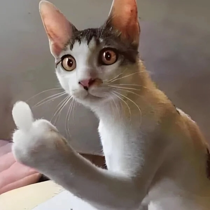 Meme ngón tay giữa vui nhộn khó cưỡng