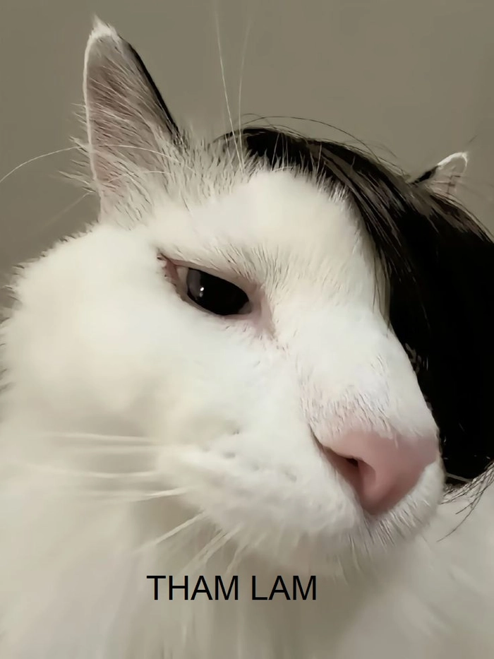 Meme tham lam siêu lầy