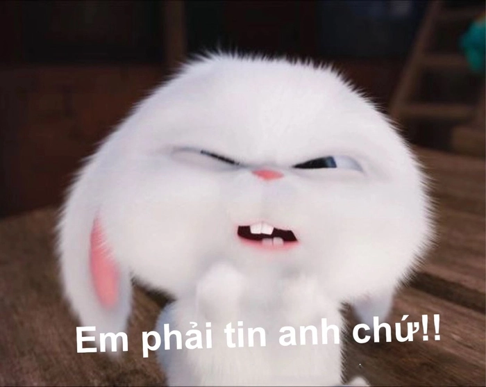 Meme thỏ Snowball troll bá đạo