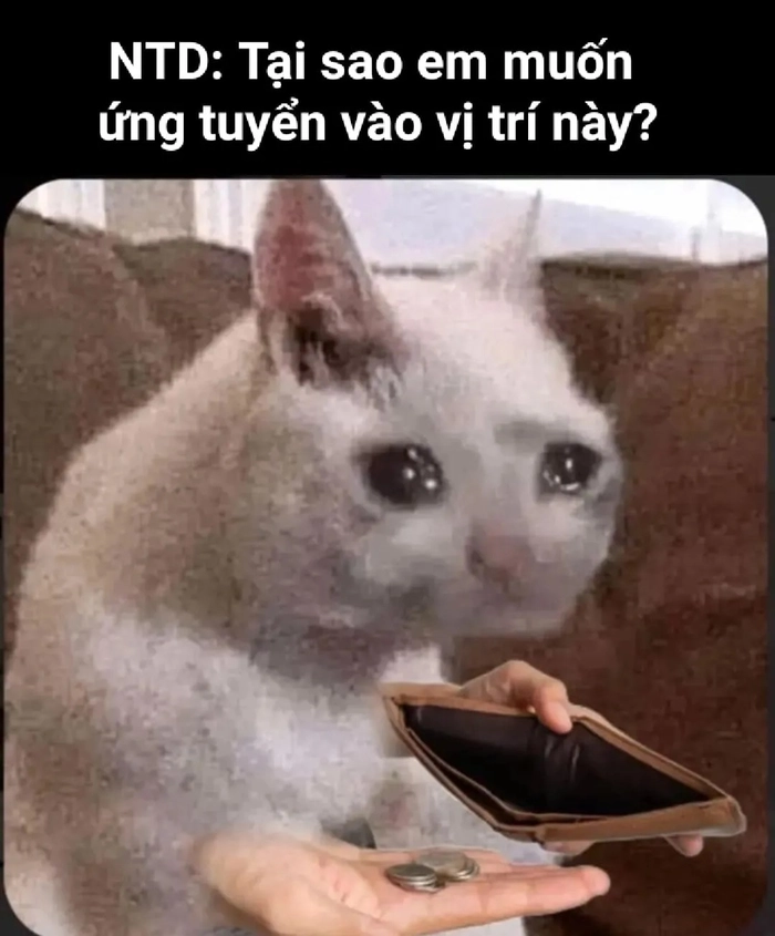 Meme tiền đâu đáng yêu hài hước