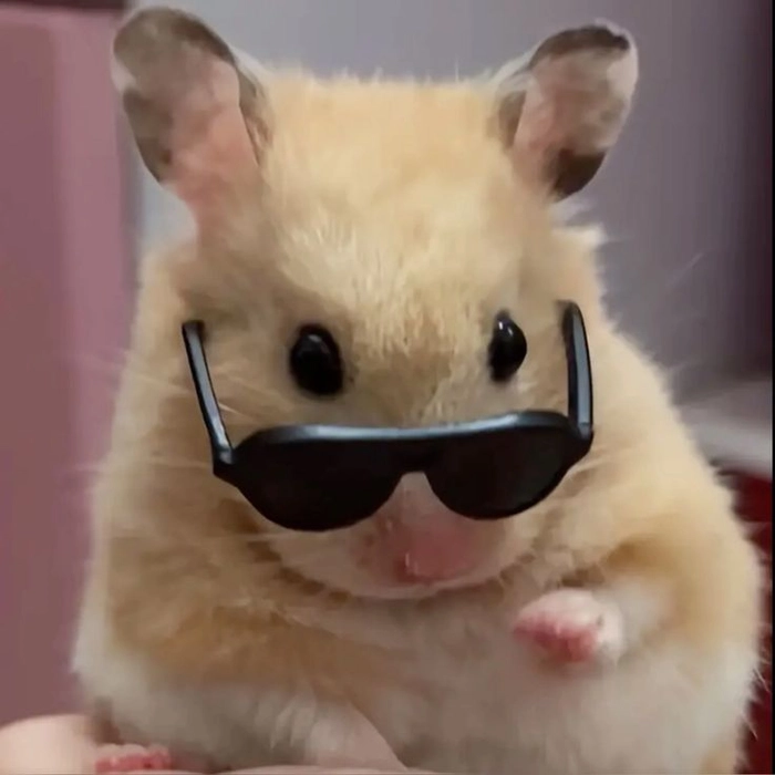 Những kiểu hài hước meme chuột hamster khó đỡ