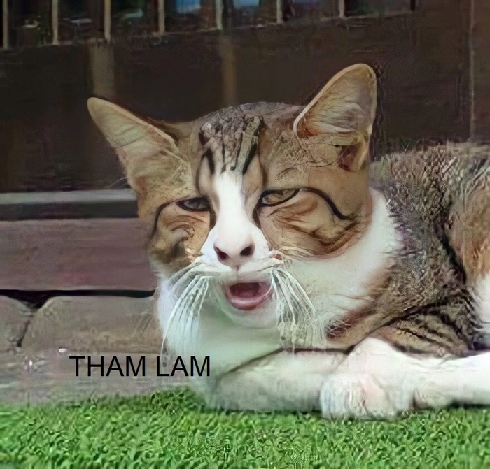 Tham lam meme cười ngất