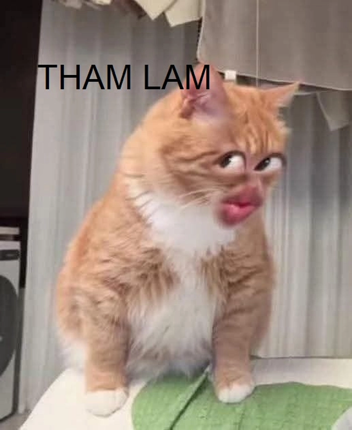 Tham lam ngu dốt meme hài