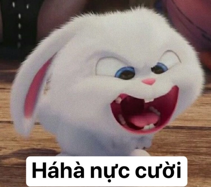 Thỏ Snowball tức giận biểu cảm hài