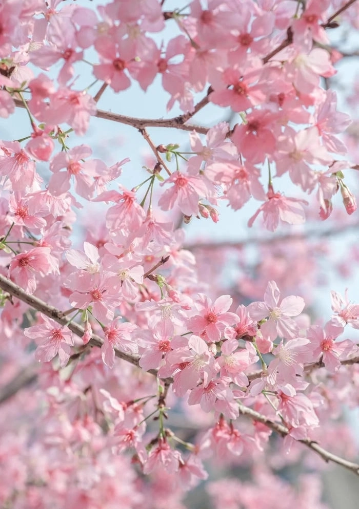 Ảnh hoa anh đào cute ấm áp