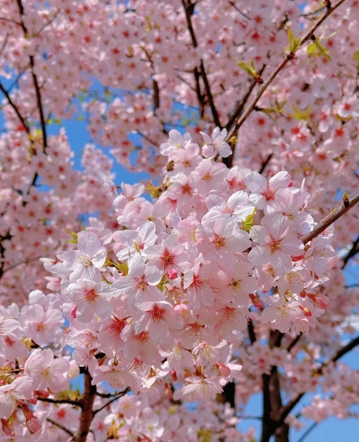 Ảnh hoa anh đào cute đáng yêu