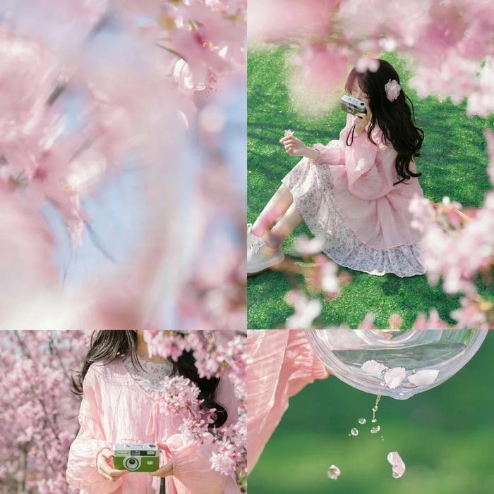 Ảnh hoa anh đào cute dễ thương