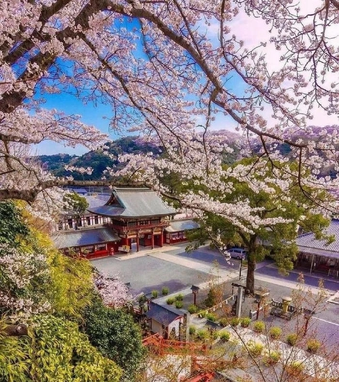 Ảnh hoa anh đào cute nhẹ nhàng