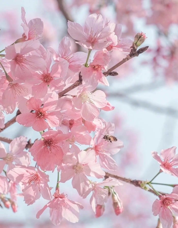 Ảnh hoa anh đào cute rực rỡ sắc hồng