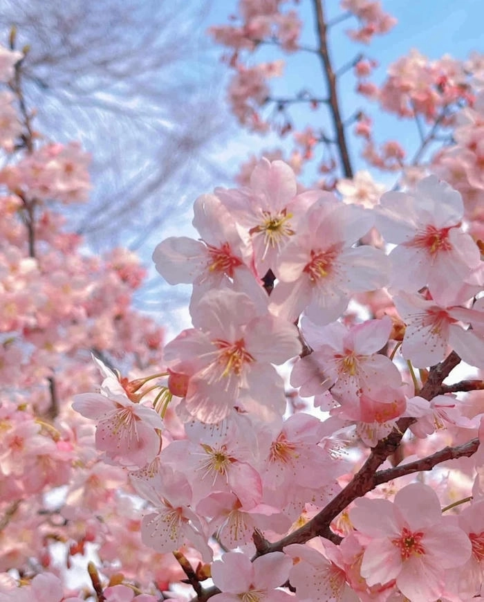 Ảnh hoa anh đào cute rực rỡ