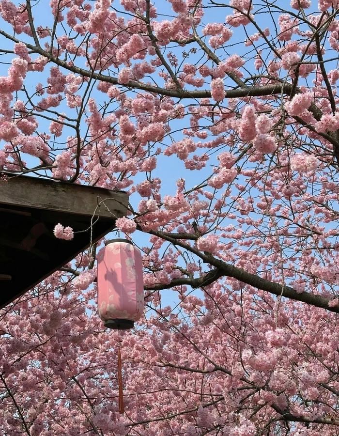 Ảnh hoa anh đào cute tỏa sáng