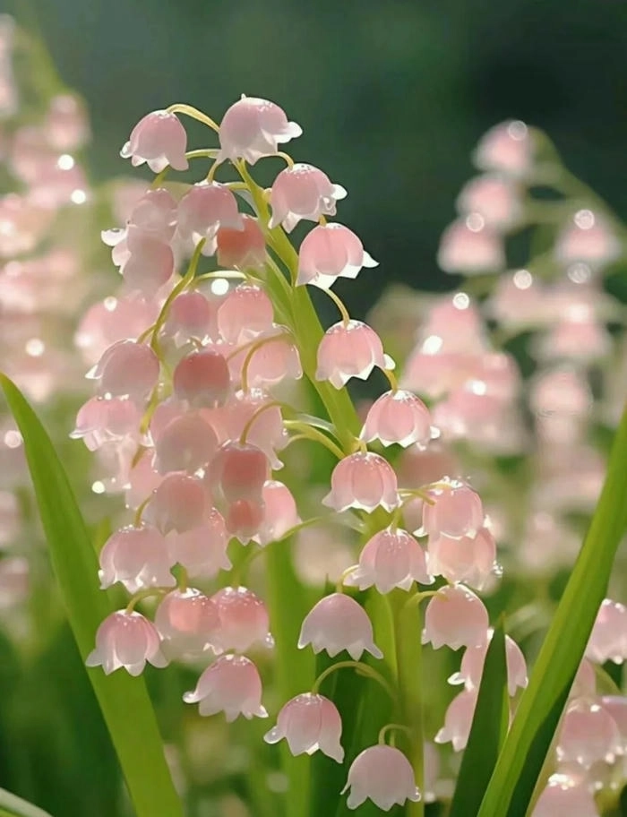 Hình ảnh bông hoa cute nhỏ nhắn đáng yêu