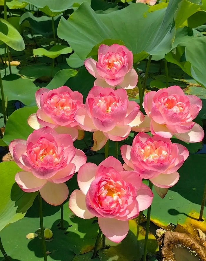 Hình ảnh bông hoa đẹp nhất rạng ngời