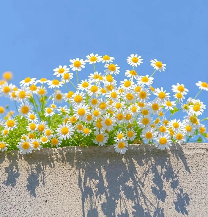 Hình hoa dễ thương khiến tim rung động