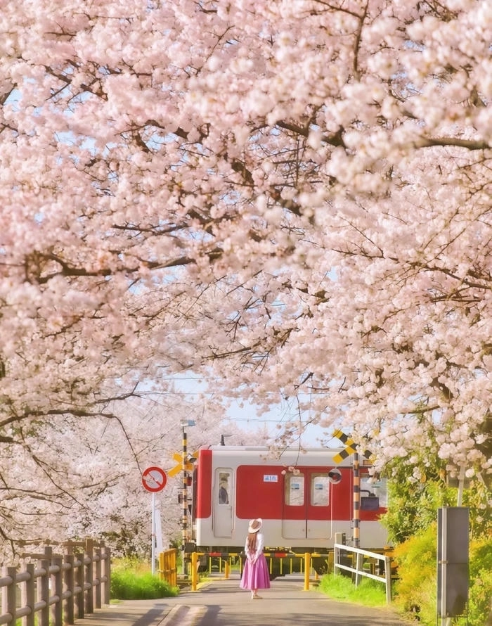 Hình nền hoa anh đào cute đẹp mắt