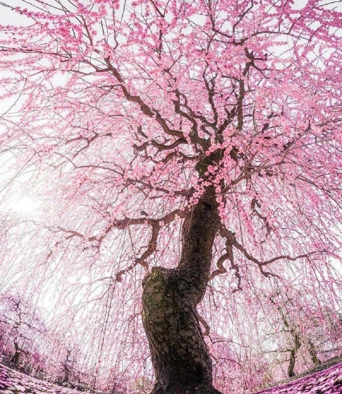 Hình nền hoa anh đào cute mộng mơ