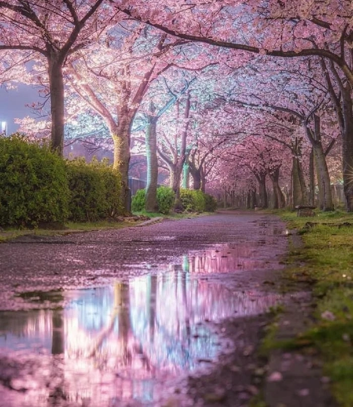 Hình nền hoa anh đào cute trong trẻo