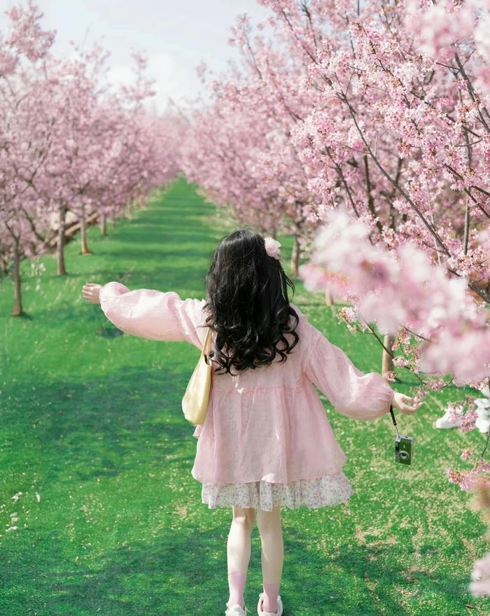 Hình nền hoa anh đào cute tươi sáng