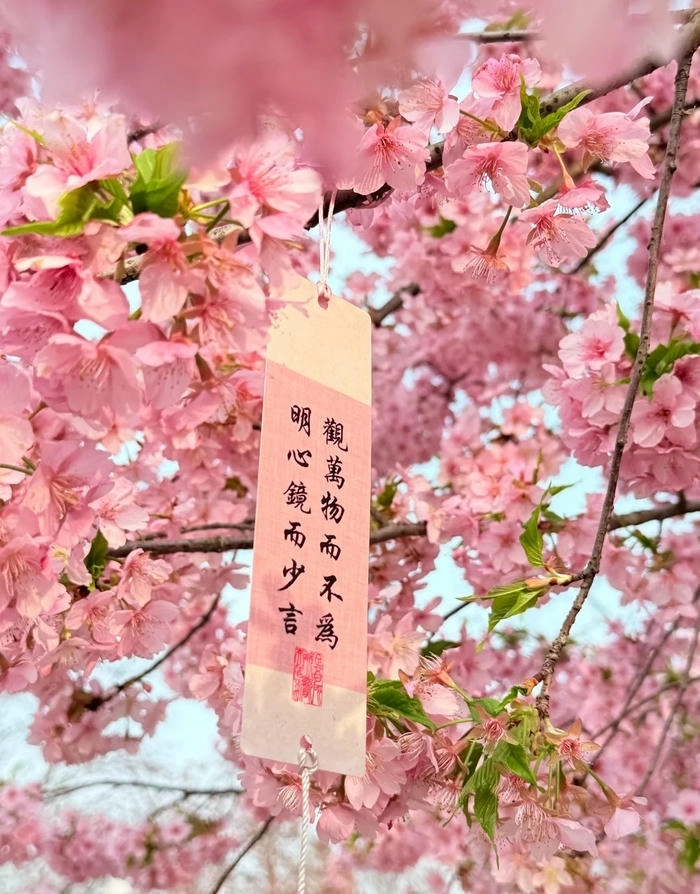 Hình nền hoa anh đào cute tuyệt đẹp