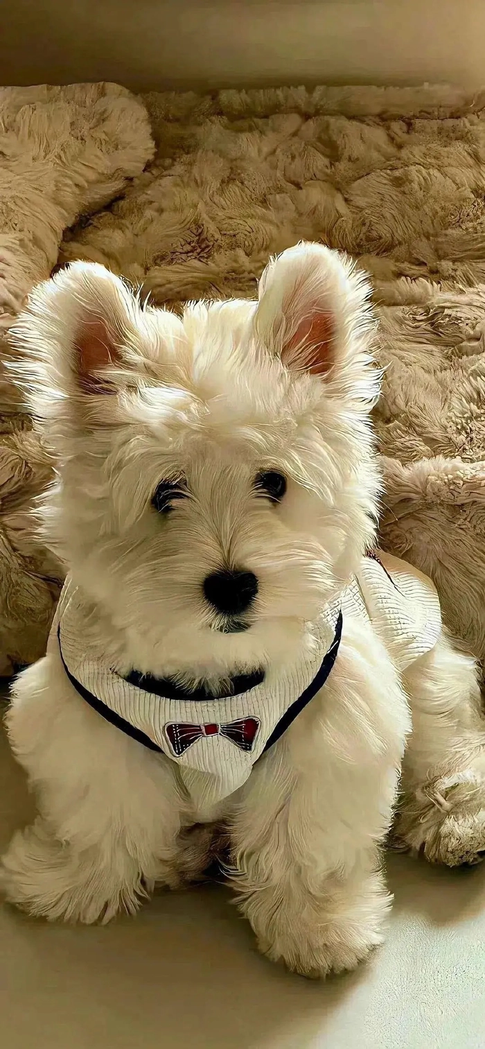 Hình nền máy tính màu be hiện đại